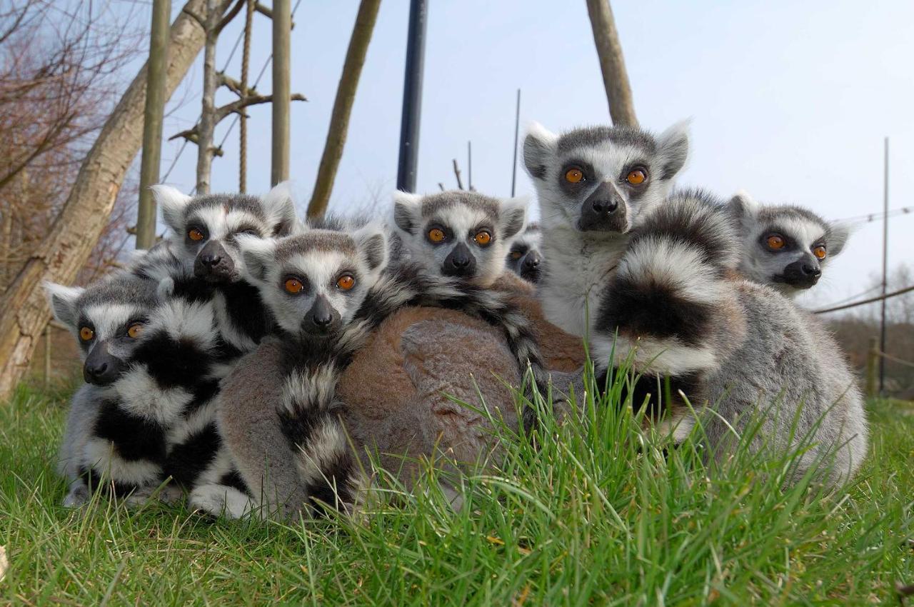 Ree Park Safari