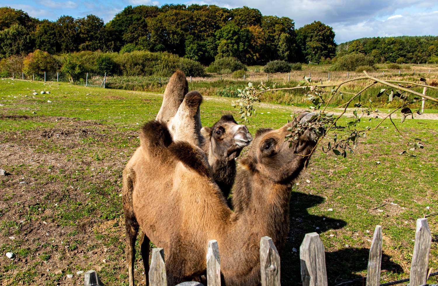 Farm stay Ree Park Safari